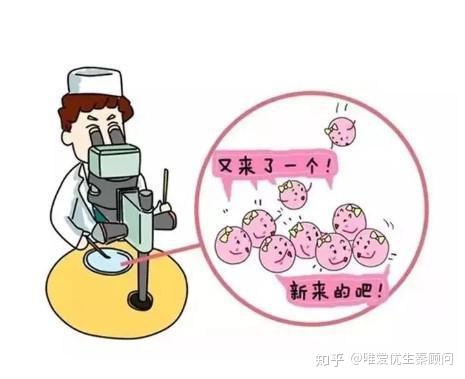 股骨长径