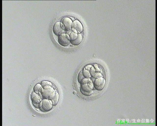育儿专家