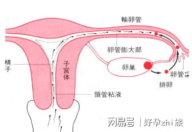 肠胀气
