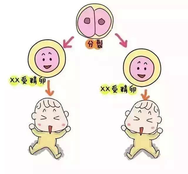 孕期肚子变化