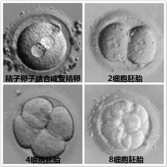 老公严重弱精