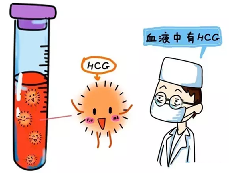 老人说怀孕的人男瘦头女瘦尾