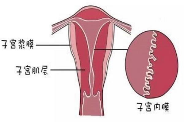 育儿专家