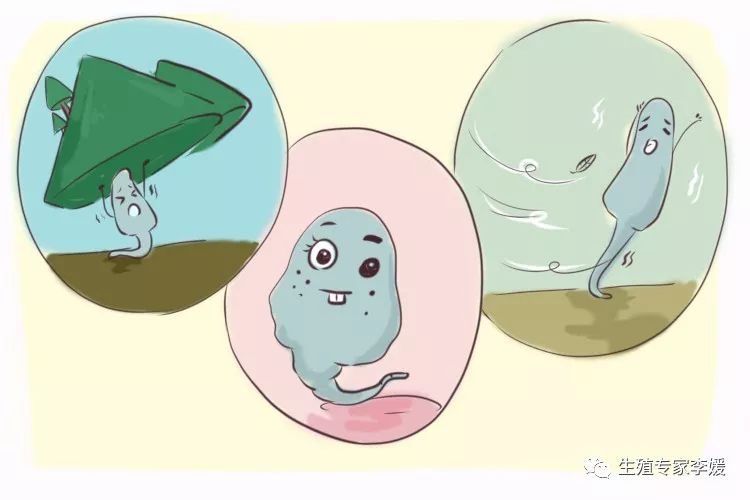 股骨长度