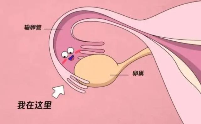 育儿嫂考试