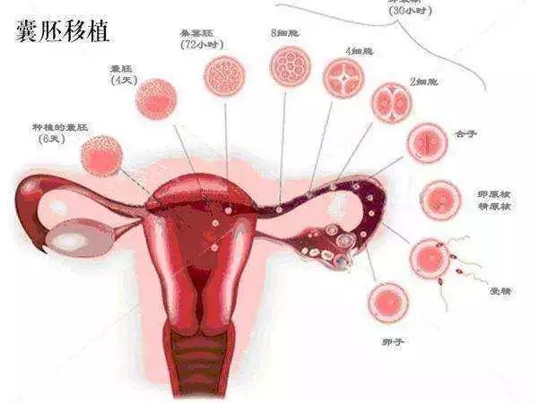 育儿嫂考证