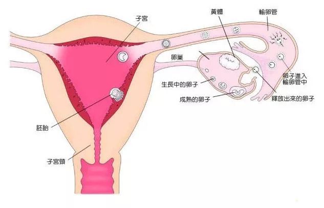 育儿心得