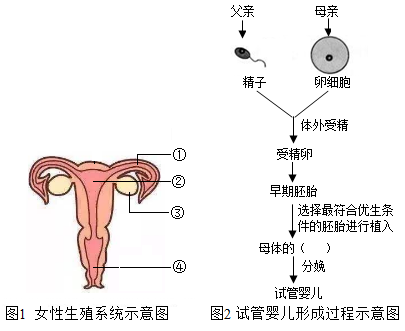 全国育儿师考证条件